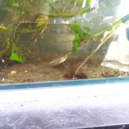 Burmese Chocolate Gourami, photo 11