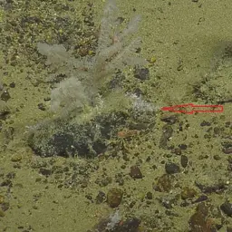 Branched Tree Coral, photo 1