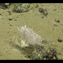 Branched Tree Coral, photo 2