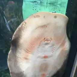 Discus Stingray, photo 1