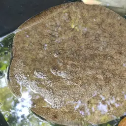 Discus Stingray, photo 2