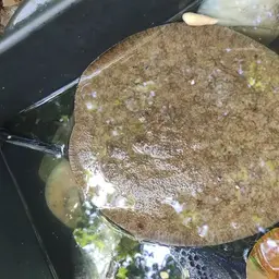 Discus Stingray, photo 3