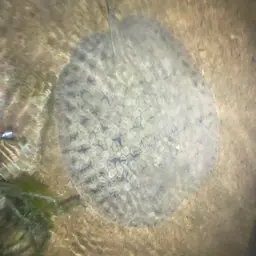 Discus Stingray, photo 4