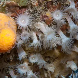 Cluster Anemone