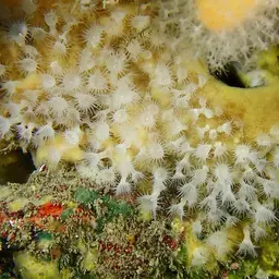 Cluster Anemone, photo 2
