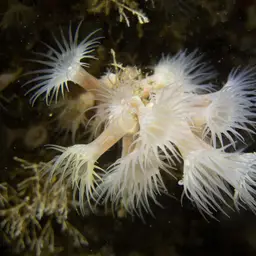 Cluster Anemone, photo 3