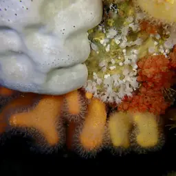 Cluster Anemone, photo 4
