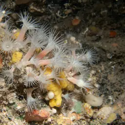 Cluster Anemone, photo 5