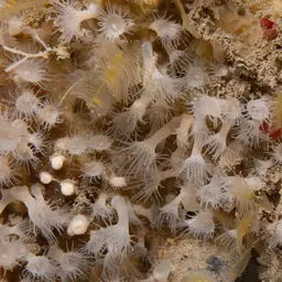 Cluster Anemone, photo 6