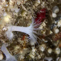 Cluster Anemone, photo 7