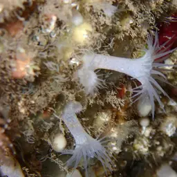 Cluster Anemone, photo 8