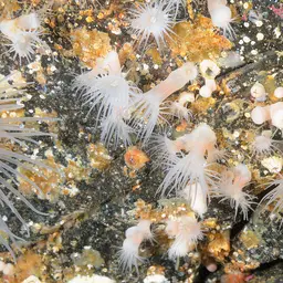 Cluster Anemone, photo 9