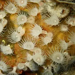 Cluster Anemone, photo 10