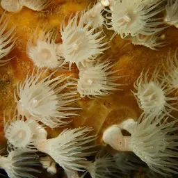 Cluster Anemone, photo 11