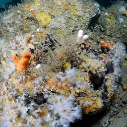 Cluster Anemone, photo 12