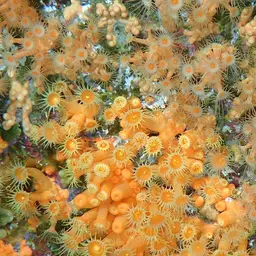 Yellow Cluster Anemone, photo 1