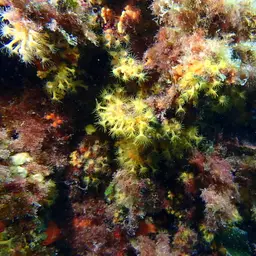 Yellow Cluster Anemone, photo 2