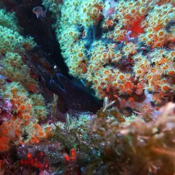 Yellow Cluster Anemone, photo 3