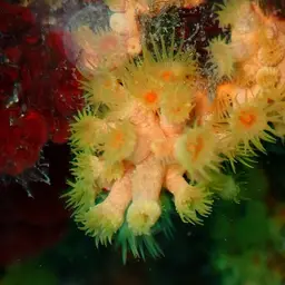 Yellow Cluster Anemone, photo 4