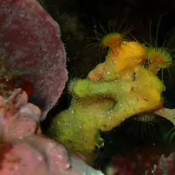 Yellow Cluster Anemone, photo 5
