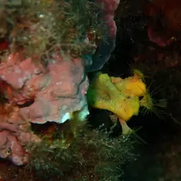 Yellow Cluster Anemone, photo 6