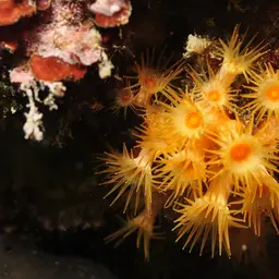 Yellow Cluster Anemone, photo 7