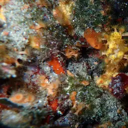 Yellow Cluster Anemone, photo 8