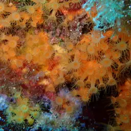 Yellow Cluster Anemone, photo 9