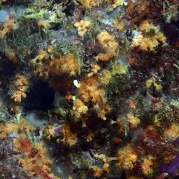 Yellow Cluster Anemone, photo 10