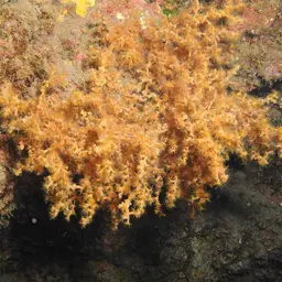 Yellow Cluster Anemone, photo 11