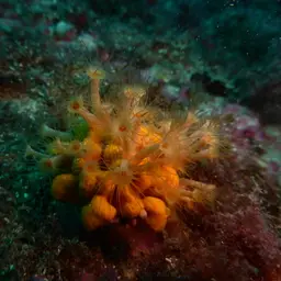 Yellow Cluster Anemone, photo 12