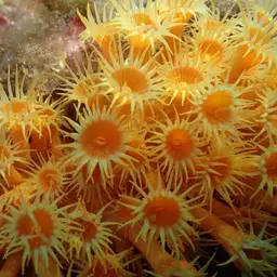 Symbiotic Colonial Anemones, photo 1