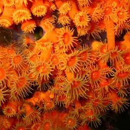 Symbiotic Colonial Anemones, photo 2