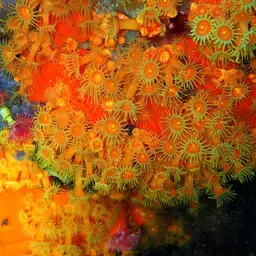 Symbiotic Colonial Anemones, photo 3