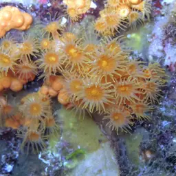 Symbiotic Colonial Anemones, photo 4