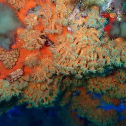 Symbiotic Colonial Anemones, photo 5