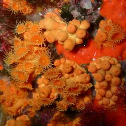 Symbiotic Colonial Anemones, photo 6