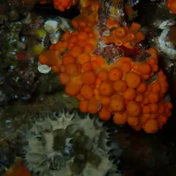 Symbiotic Colonial Anemones, photo 7