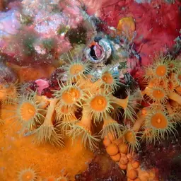 Symbiotic Colonial Anemones, photo 8