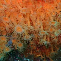 Symbiotic Colonial Anemones, photo 9