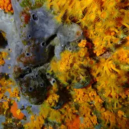 Symbiotic Colonial Anemones, photo 10