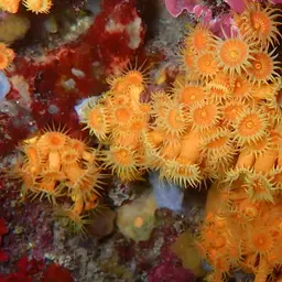 Symbiotic Colonial Anemones, photo 11