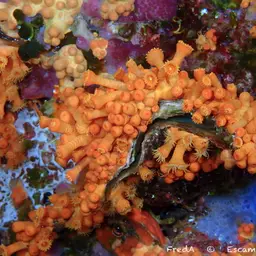 Symbiotic Colonial Anemones, photo 12