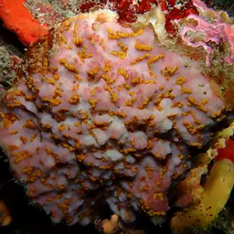 Golden Zoanthid