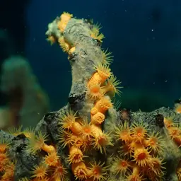 Golden Zoanthid, photo 2