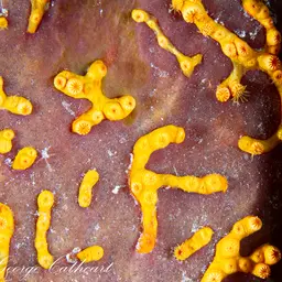Golden Zoanthid, photo 4