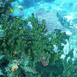 Golden Zoanthid, photo 7