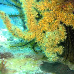 Golden Zoanthid, photo 8