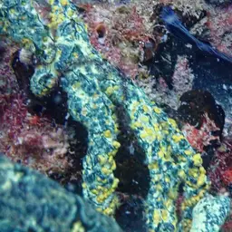Golden Zoanthid, photo 9
