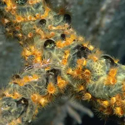 Golden Zoanthid, photo 10